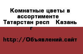 Комнатные цветы в ассортименте - Татарстан респ., Казань г.  »    